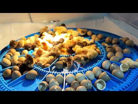 四郎都替我愁了，家里几百个小生命，还在不停孵化