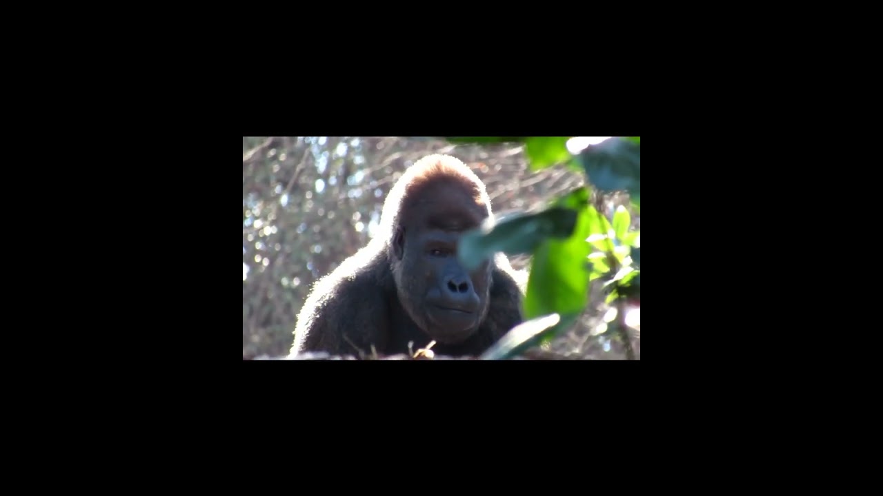 Gorilla Breath on Cold Morning in Atlanta