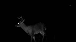 Another Trail Camera video of deer, buck, PA