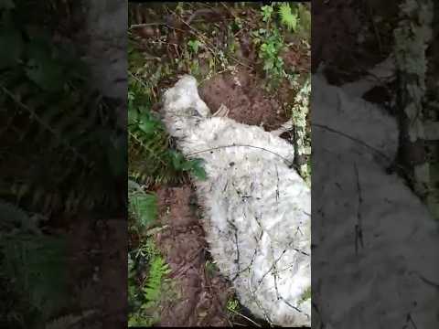 El lobo mata ocho animales de un concejal Popular en Santa Eugenia, Villaviciosa