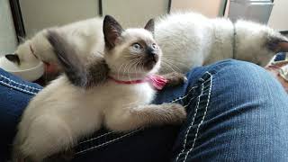 Callie - Seal Point Siamese Kitten
