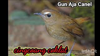 Suara burung cingcoang coklat yg sangat merdu