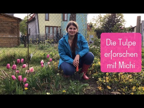 Video: Dwing Tulpe In Die Herfs