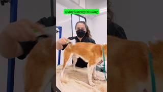 Keeping my Shiba Inu’s coat in top shape! 🐕✨ #shibainu #petcare #grooming #doglover screenshot 3