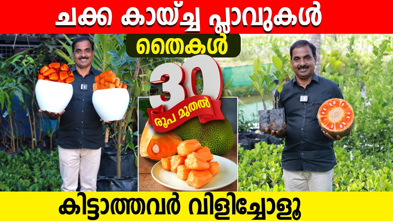 ചുവന്ന ചക്ക തൈകൾ 30 രൂപ | 10 ലക്ഷം തൈകൾ 30 രൂപയ്ക്ക് | ആരും തരാത്ത വിലയിൽ | കിട്ടാത്തവര്‍ വിളിച്ചോളൂ