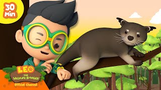 Nocturnal Animals! | 30 Min | Leo the Wildlife Ranger | Kids Cartoons