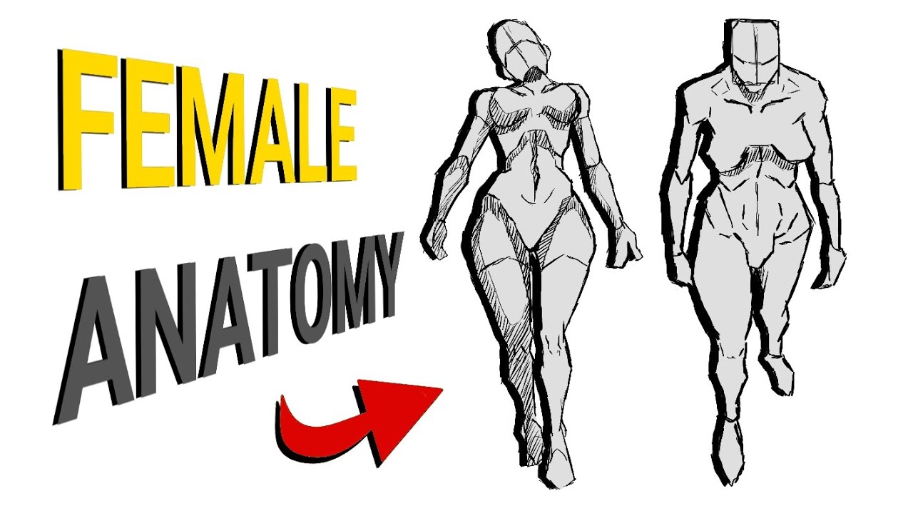How to Draw Female Anatomy For Beginners || Anatomy Study - YouTube