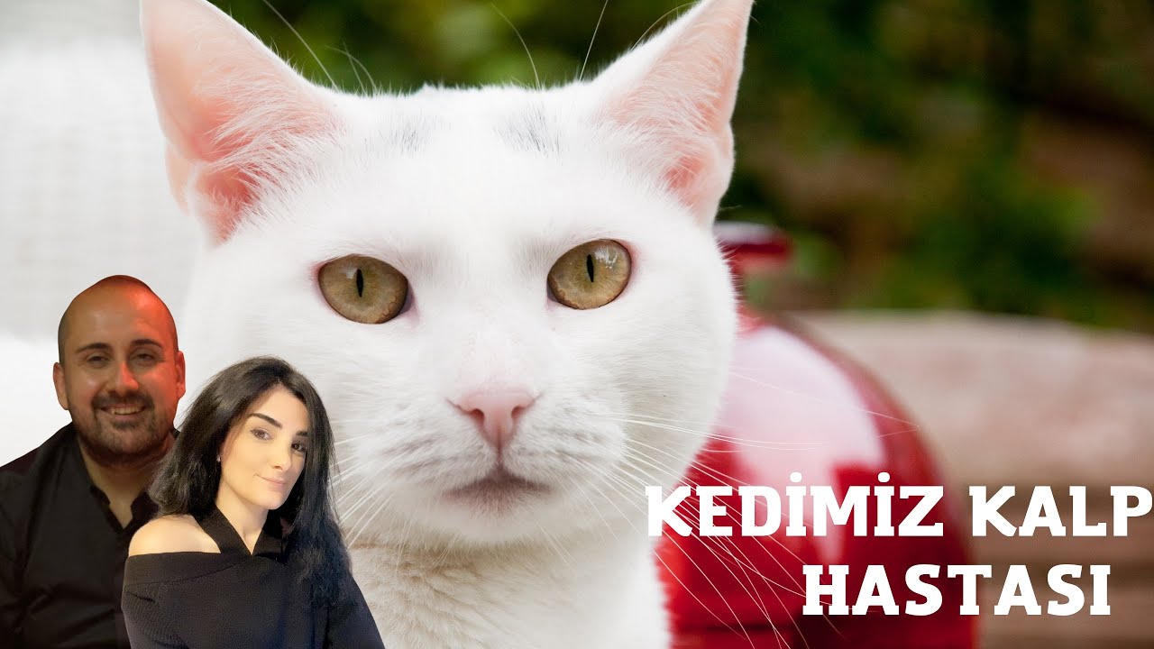 Kedim Kalp Hastası | Böbrek Değerleri Yükseldi