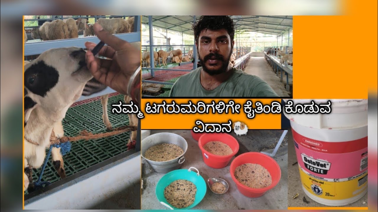 How to feed sheeps for fattening 🐏 sheep farming in kannada @Suranahallisheepfarm