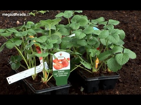 Video: Zahradní Jahody: Výsadba Jemností