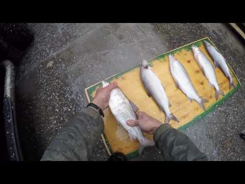 scaling fish with pressure washer