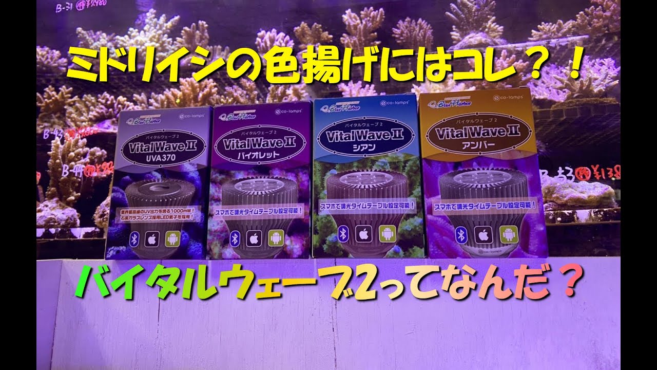 バイタルウェーブ2 シアン　レディオクリップセット バイタルウェーブ2 シアンレディオクリップセット