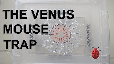 Multiple catch mouse trap- It WORKS!!!