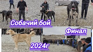 3 Март 2024г. Дар Худжанд  Собачий Бой  Финал Спитомен нов