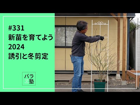 バラ　選定　誘引 Easy climbing rose arch pruning! [How to grow roses] - YouTube