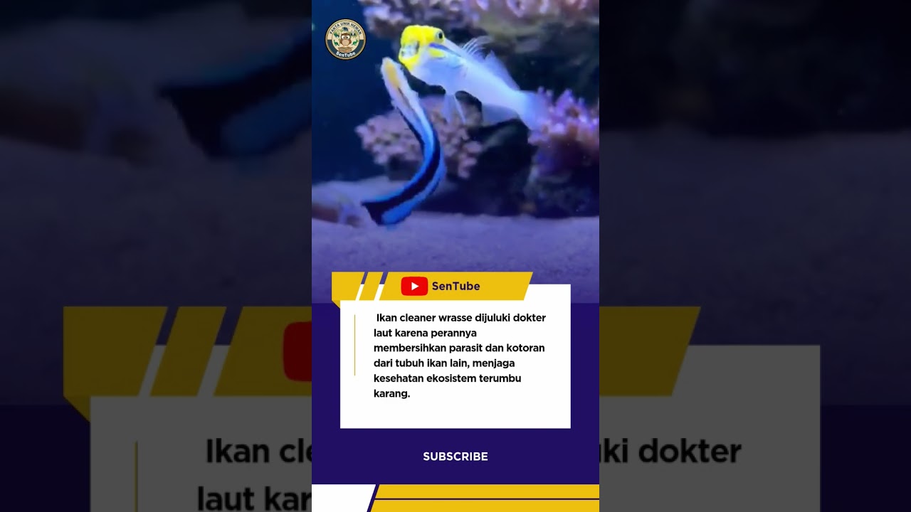 Ikan Cleaner Wrasse — Dokter Kecil Penjaga Laut!