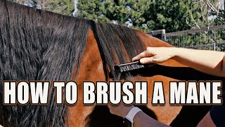 How to Brush a Horse's Mane  Without Ripping Hair BioMane Hairbrush Review
