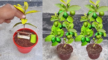 How To Grow Guava Trees  Faster With Banana & Aloe Vera