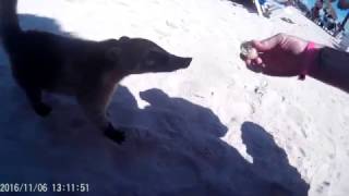 Wildlife! Grand Sirenis Hotel, Riviera Maya Mexico! by Nicola Riley 1,524 views 7 years ago 4 minutes, 59 seconds