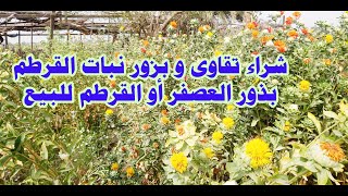 شراء تقاوى و بزور نبات القرطم # بذور العصفر أو القرطم للبيع