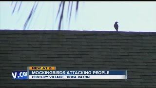 Celebrity Mockingbirds attacking people Net Worth