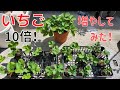 【イチゴの苗作り】2023.7