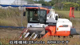小豆の収穫　2021 10 04