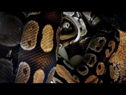 Ball Python laying eggs - Königspython legt Eier