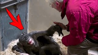 Реакция 59 летней умирающей шимпанзе на приход своего старого друга покорила мир!