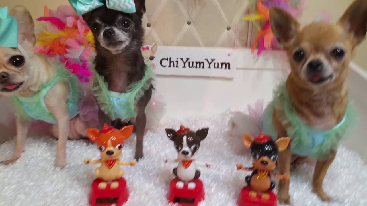 Bobble head Chihuahua's Chi Yum Yum YouTube
