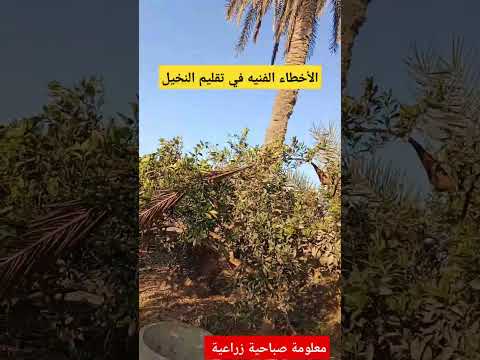 الأخطاء الفنيه في تقليم جريد النخيل او ورق النخيل