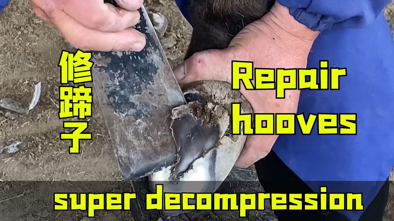Before and after donkey hoof repair and donkey hoof cleaning YouTube