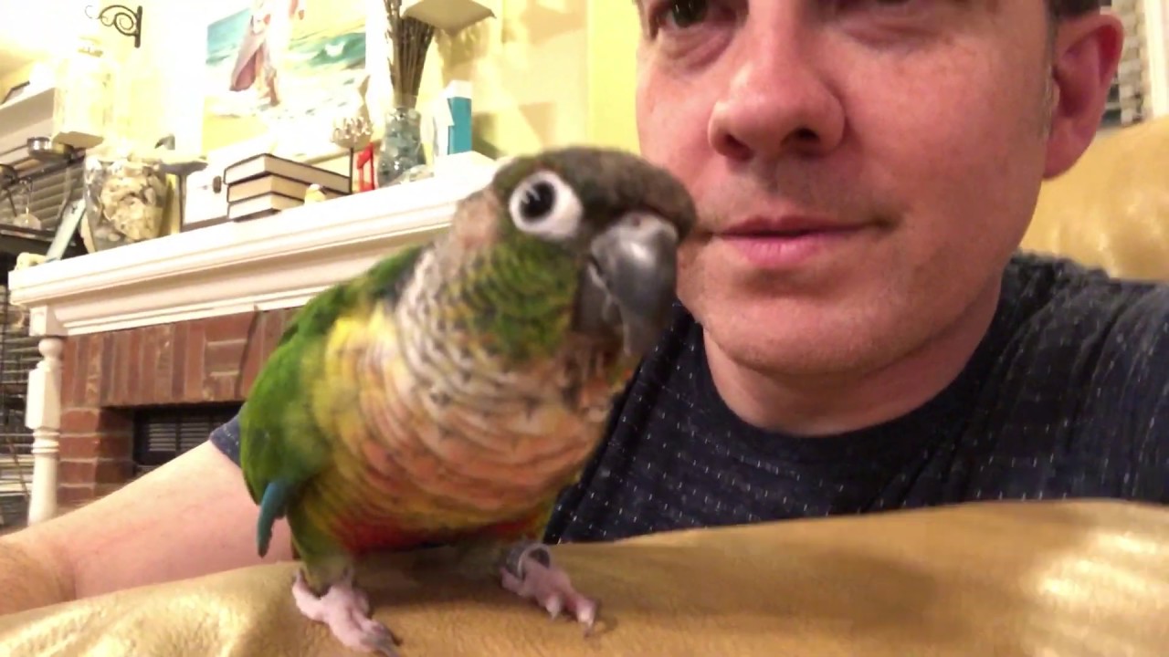 Trello Talking and Cuddling - Cute (Green Cheek Conure) - YouTube