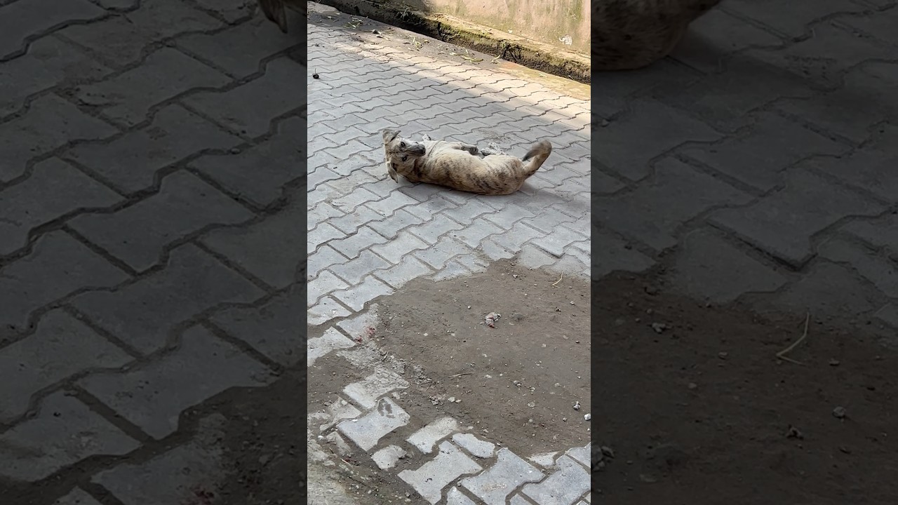 Feeding cute stray dog #shorts #trendingshorts #trending #dog #animals #animallovers #kindness