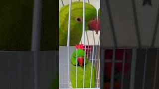 Totu vs Titi || parrot vs parrot Totu cute  #parrot #subscribe #shortsfeed #dafuqboom I'm good blue