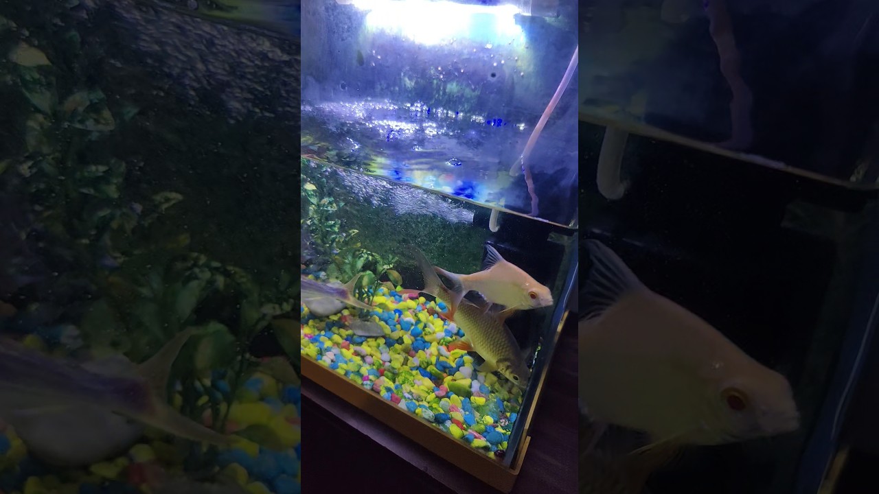 #fishaquarium #fishing #fish #shark 🐋🐋🐋🐳🐳🐬🐬🦈🐠🐠🙏🙏