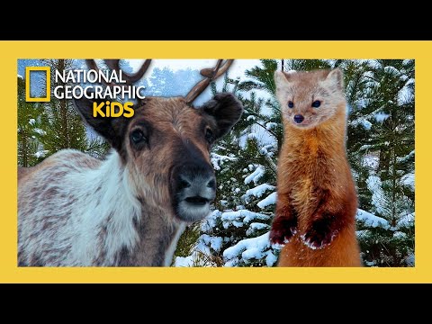 Inside the Enchanted Forests Full Episode | 4K | Boreal 🏔️🦌 | S1 E5 | @natgeokids