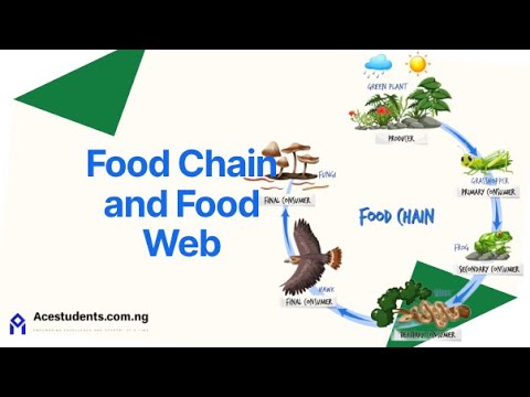 Food Chains Food Webs Explained Key Points and Likely Exam Questions