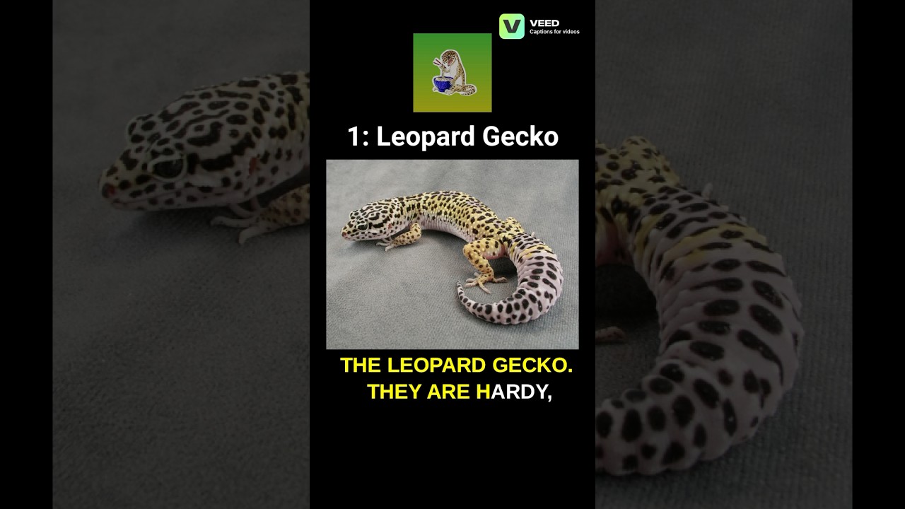 Top 5 Best Beginner Reptiles in UK 