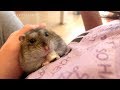 ハムスター ココちゃんの5日間 2
