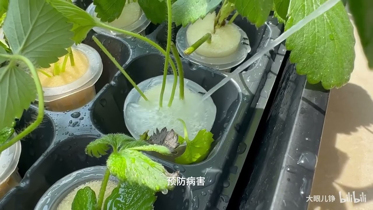 过年怎能少的了草莓（已更后续） p01 过年怎能少的了草莓