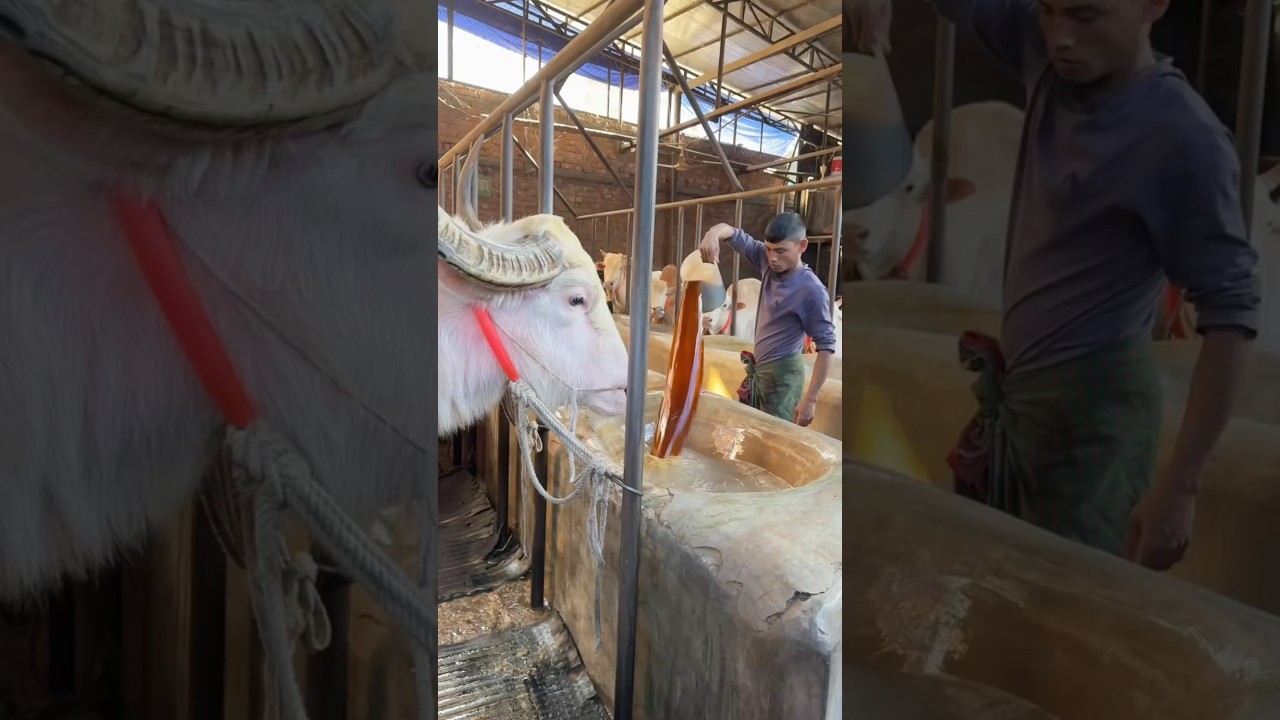 Biggest Pink Bull is Being Fed in The Morning || Biggest Bulls 2025 ||