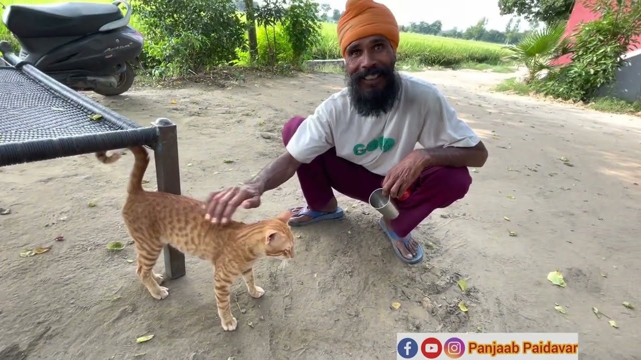 ਰੱਬ ਰੂਪੀ ਬੰਦਾ। ਖੇਤਾਂ ਦਾ ਬਿੱਲਾ ਕਦੇ ਪਾਲਤੂ ਨੀ ਹੋ ਸਕਦਾ ਪਰ ਦੇਖਲੋ ਆਹ ਸਾਧ ਬੰਦੇ ਨਾਲ ਕਿਵੇਂ ਖੇਡਦਾ ਫਿਰਦਾ ਗਾ