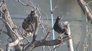 Grauri (Sturnus vulgaris)