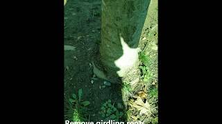 Girdling Roots Strangle Norway Maple