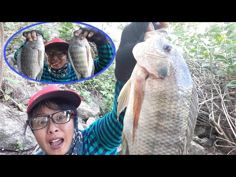 ampun-deh-mancing-ikan-besar-sekali-auto-gemetar-panen-straike-//-trending-gosip