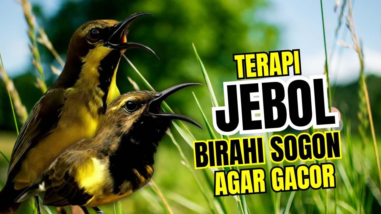 Penjebol birahi bunyi‼️ Pancingan sogon agar emosi ngleper