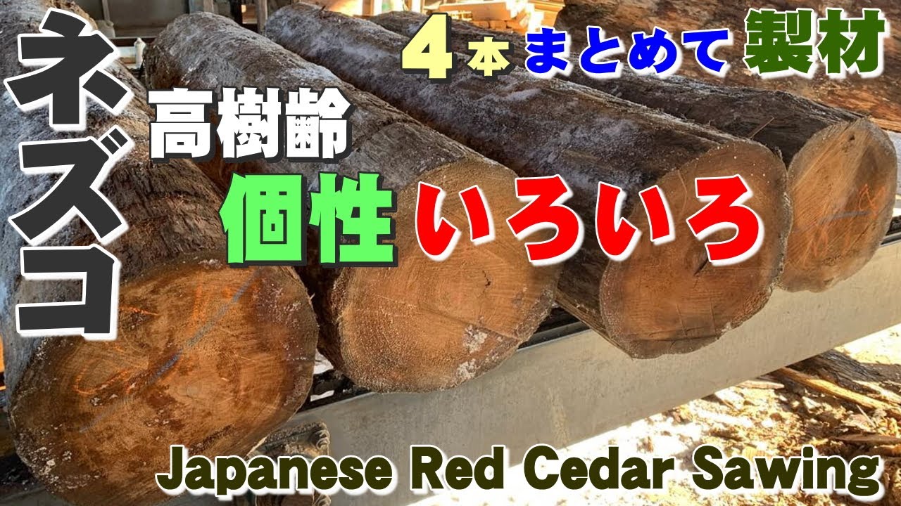 高樹齢なネズコ】ネズコ原木まとめて4本製材【木の店さんもく