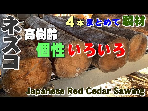 高樹齢なネズコ】ネズコ原木まとめて4本製材【木の店さんもく