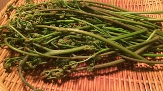 「わらび」あく抜きの仕方、味付け